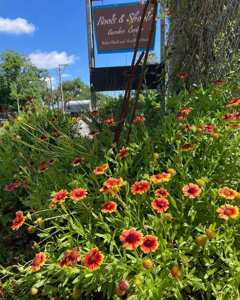 Blanket Flower