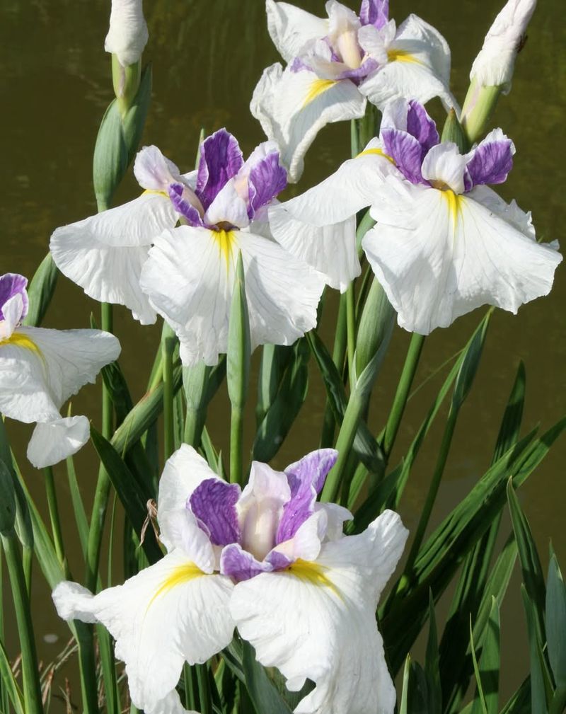 Japanese Iris Flowers