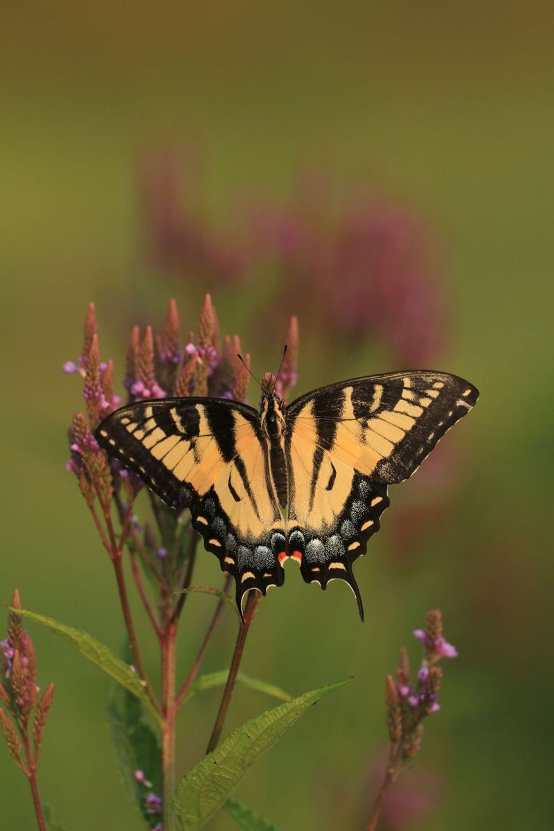 Butterfly Habitat