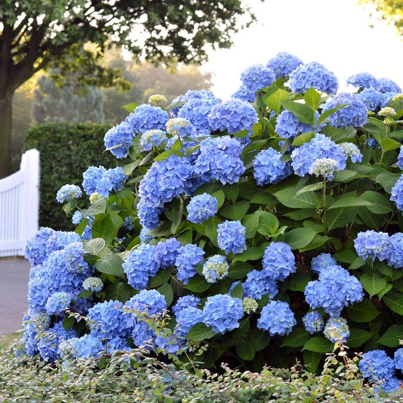 Hydrangea