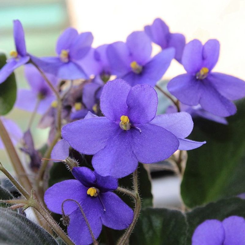 African Violet