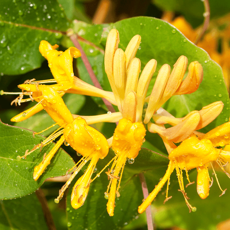 Honeysuckle