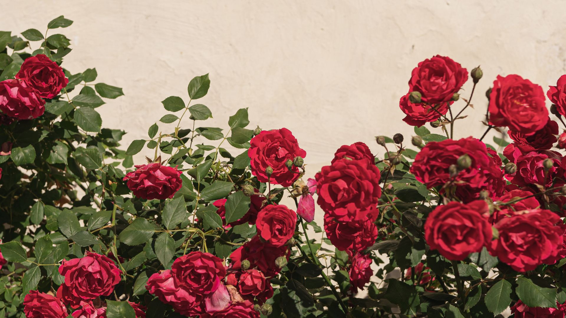 21 Gardening Mistakes That Are Keeping Your Roses From Blooming (Plus Easy Fixes For More Flowers)