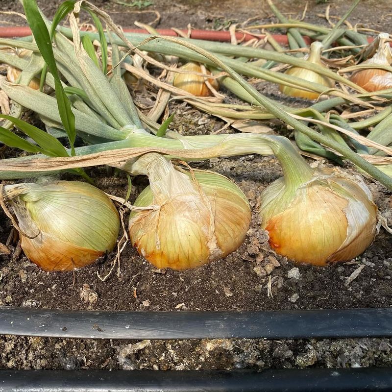 Onions