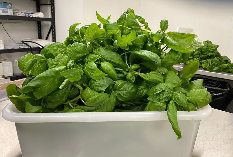 Basil