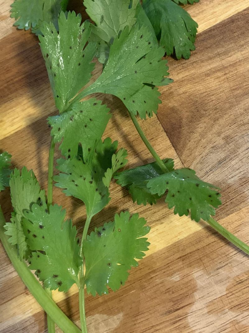 Cilantro