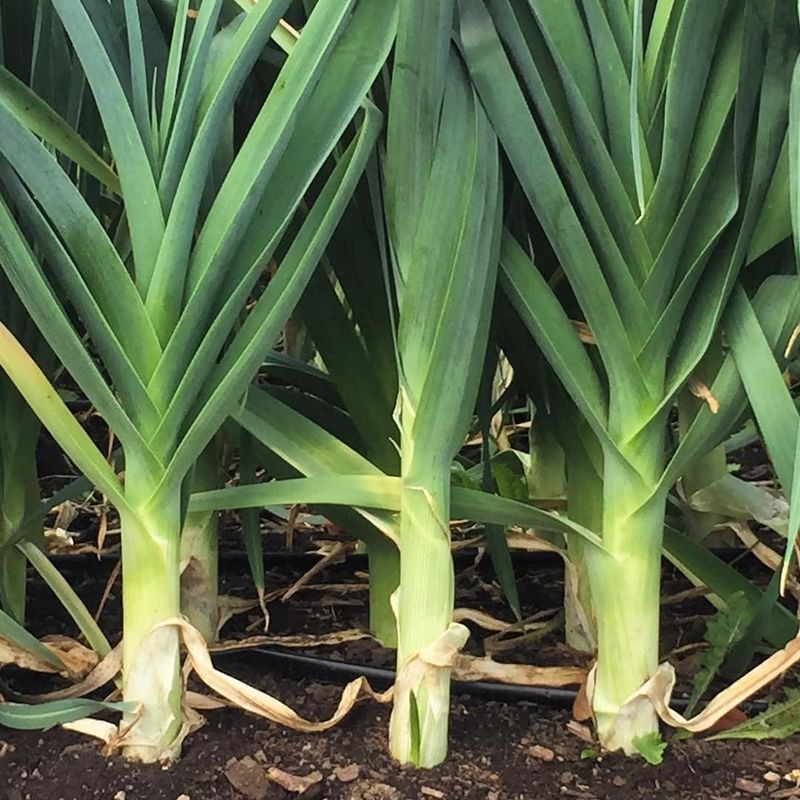 Leeks