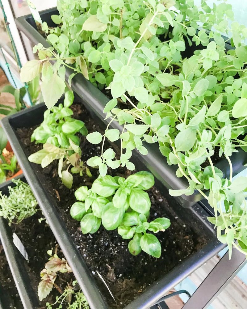 Basil + Oregano