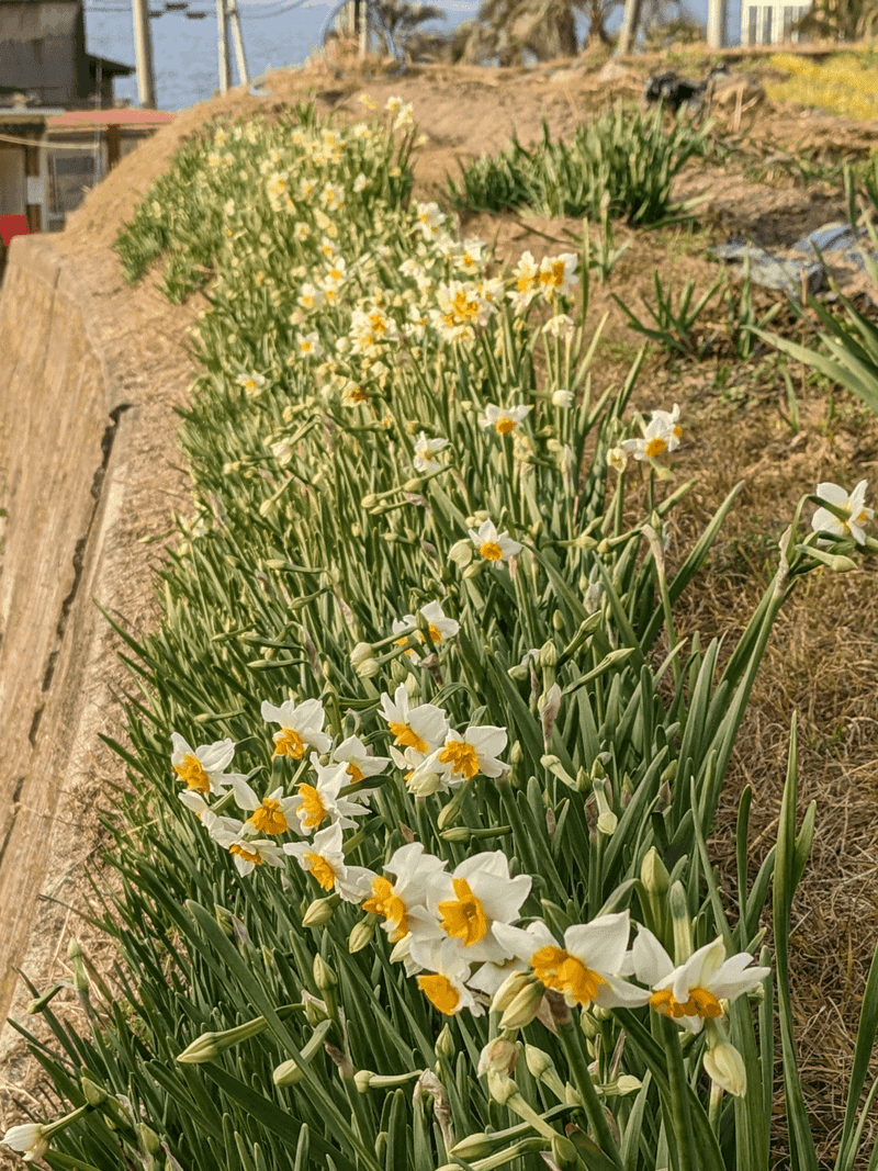 Planting Daffodils