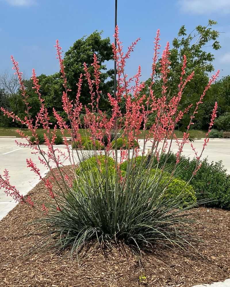 Red Yucca