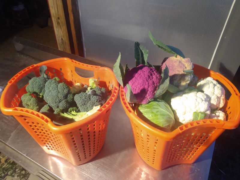 Choose Your Brassicas