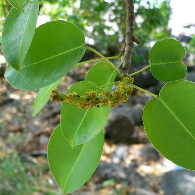 Hippomane mancinella (Manchineel Tree)