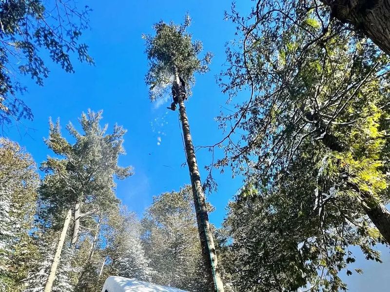 Pando (Quaking Aspen, Populus tremuloides)