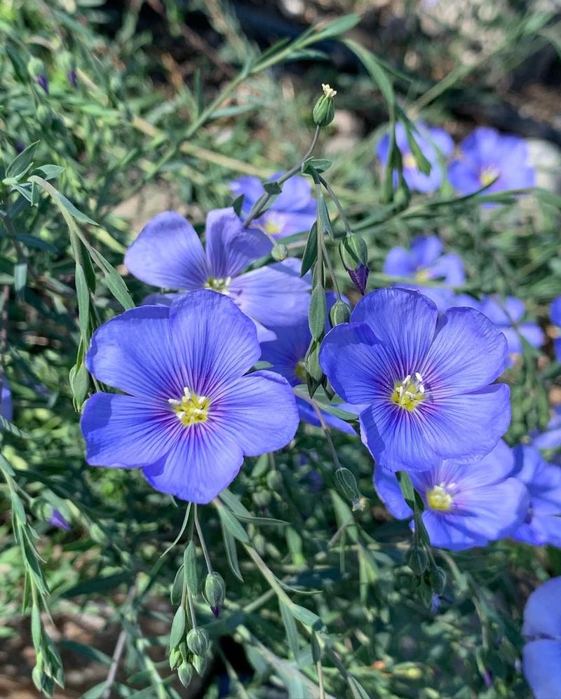 Blue Flax