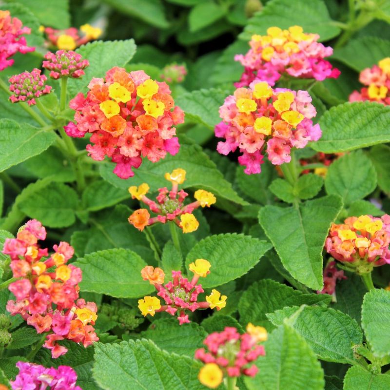 Lantana