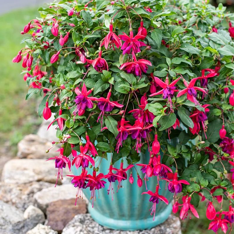 Fuchsia