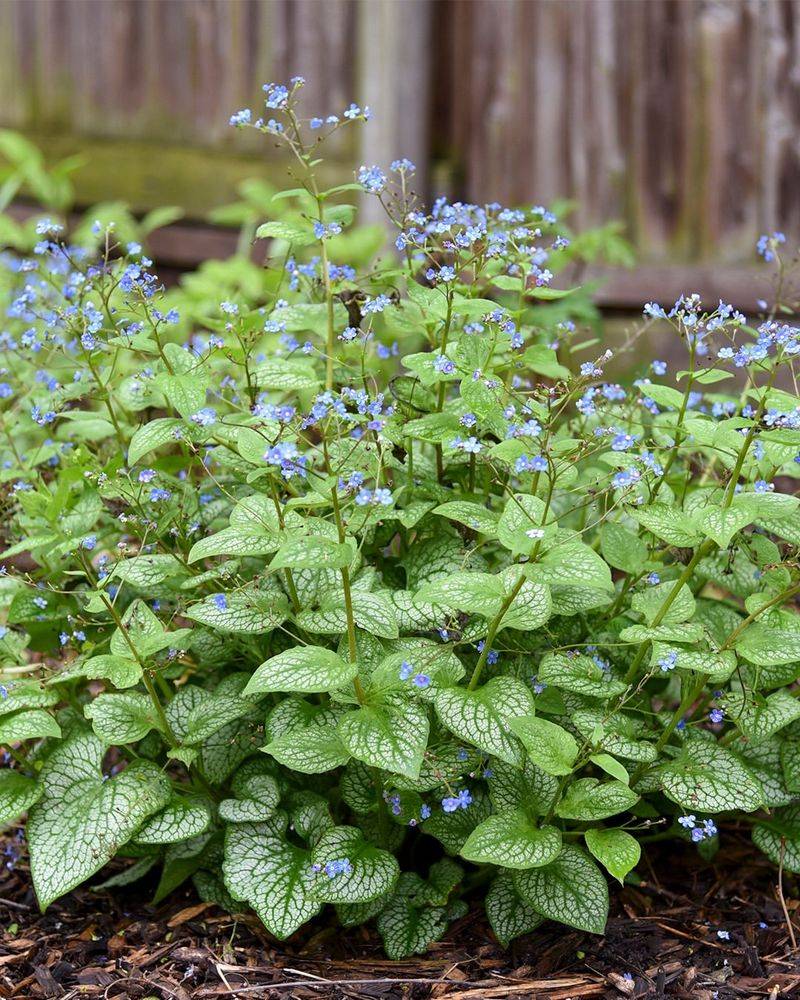 Brunnera