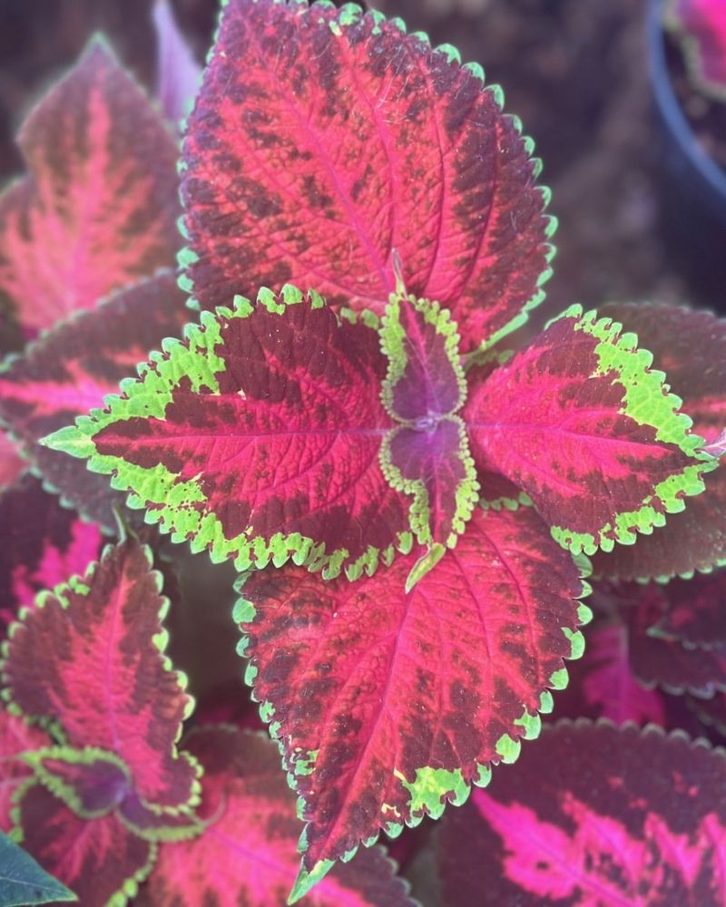 Coleus