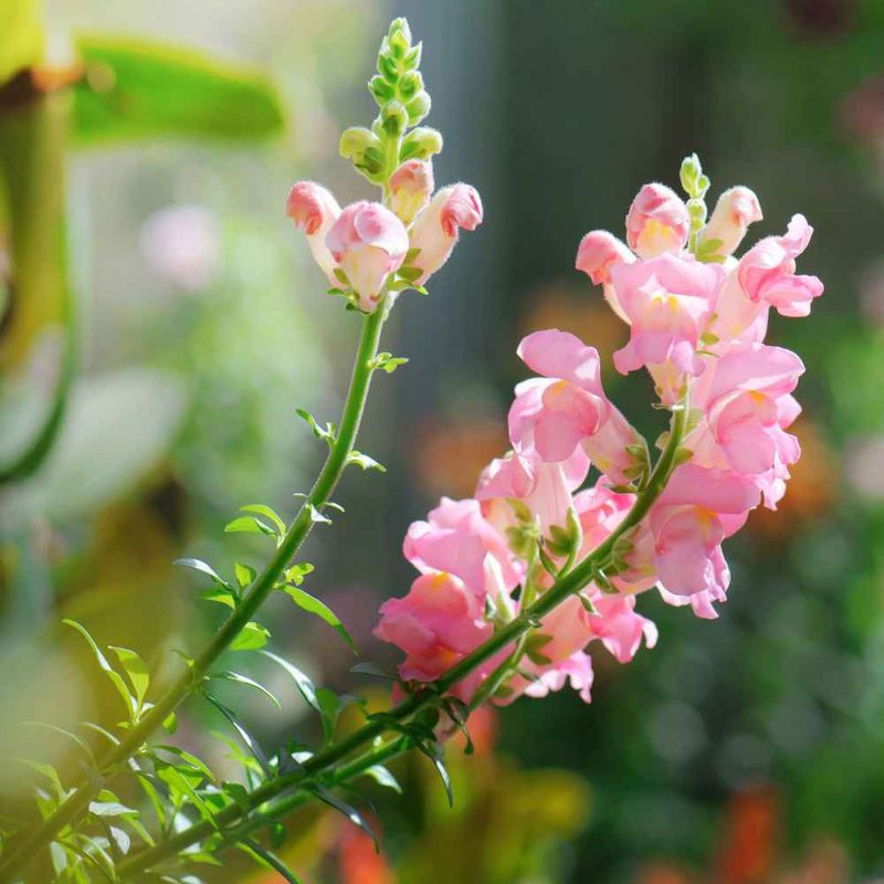 Snapdragons