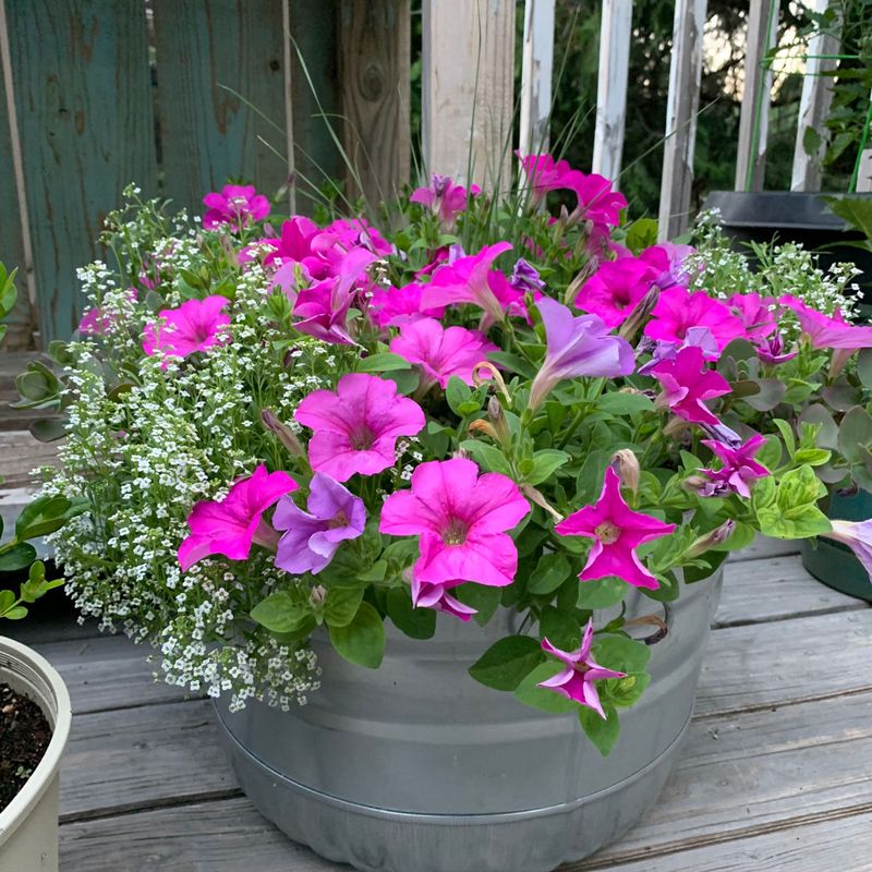 Petunias and Silver Dust