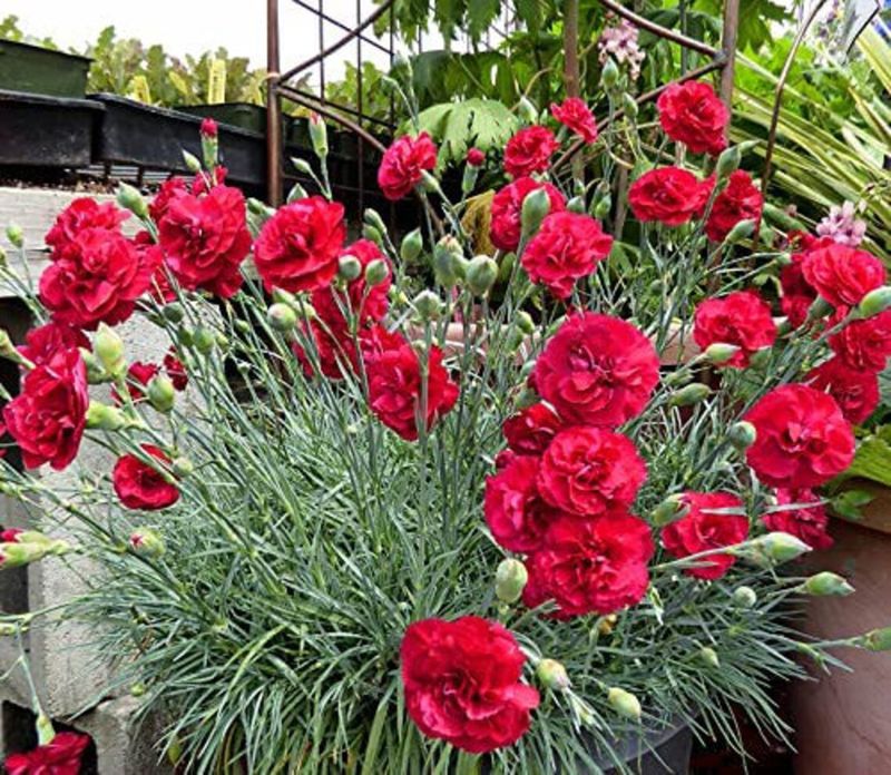 Carnations