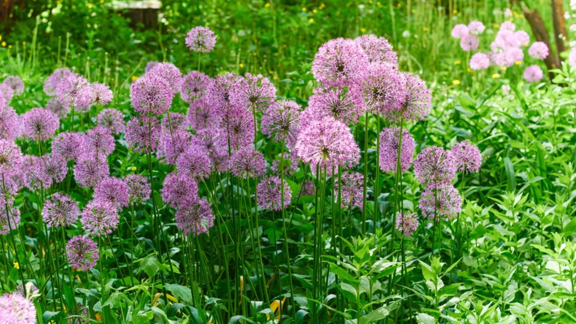 Get Rid of Wild Onion Before It Takes Over Your Lawn With These 20 Helpful Tips (And 7 More For Stubborn Patches)