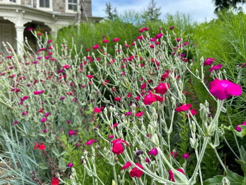 Rose Campion