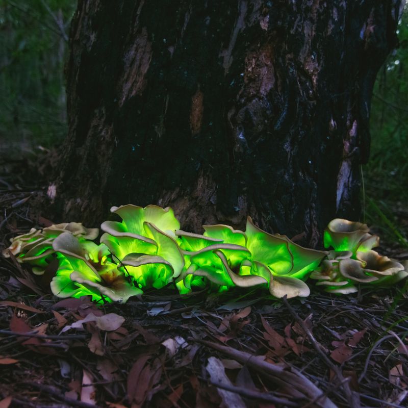 Foxfire Fungi (Bioluminescent Mushrooms)