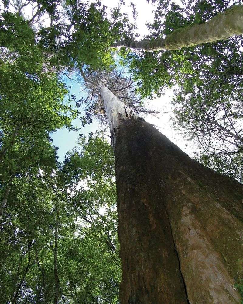 Giant Eucalyptus (Eucalyptus regnans)