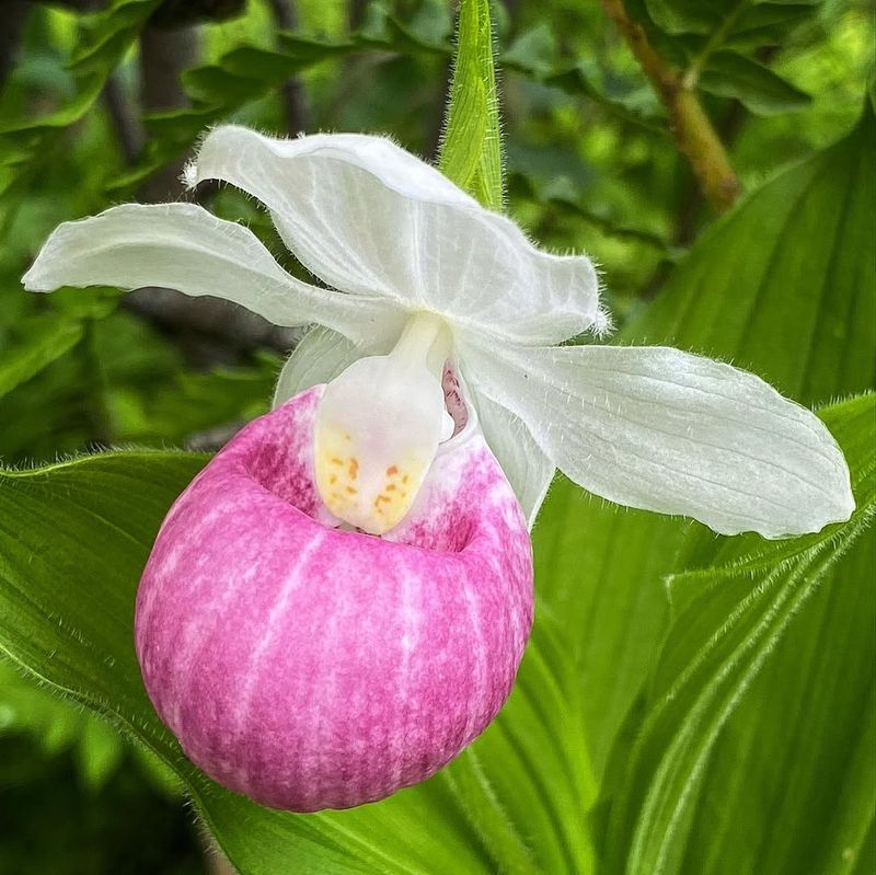 Lady Slipper Orchid