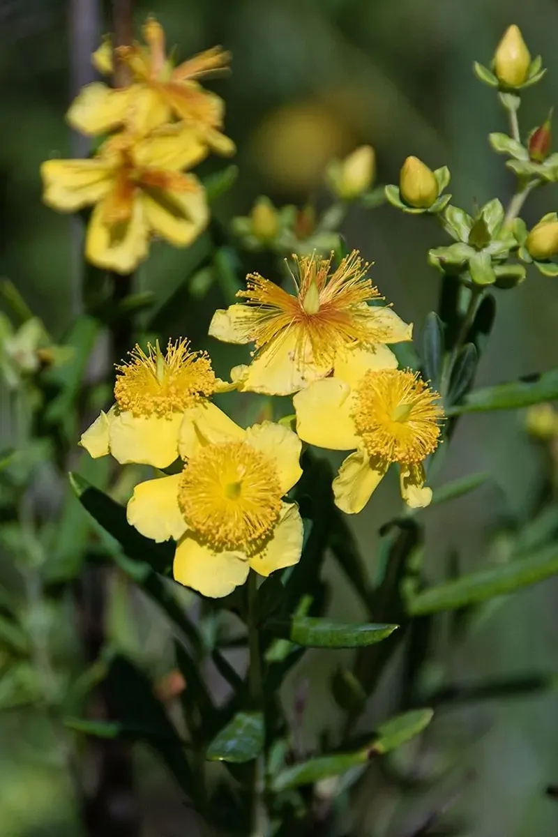 St. John's Wort (wild form)