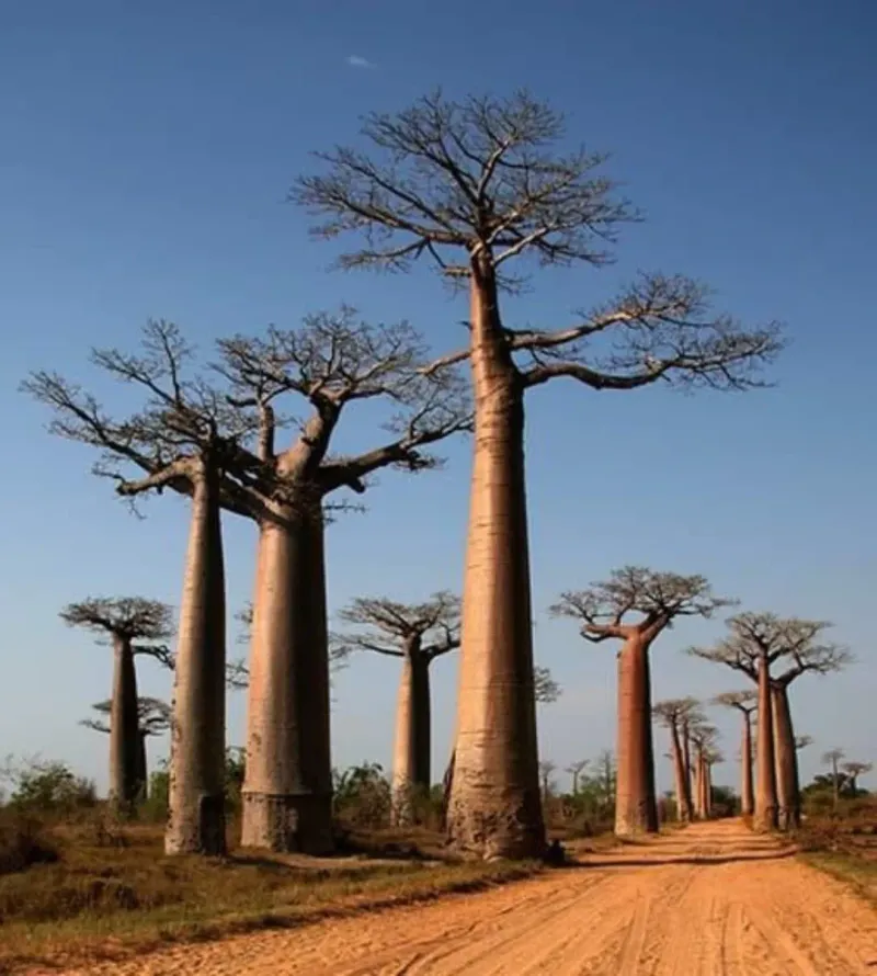 Baobab (Adansonia digitata)