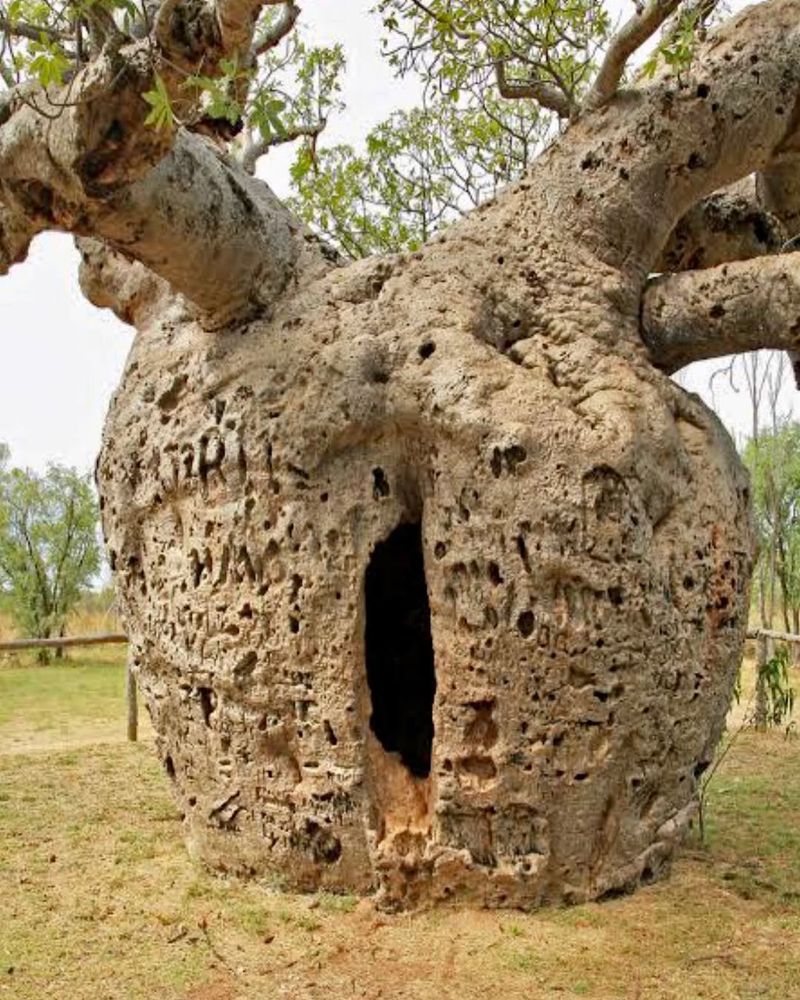 The Boab Prison Tree (Adansonia gregorii)