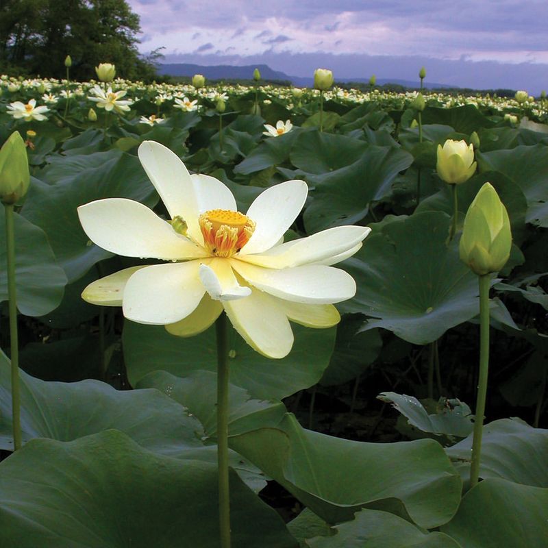 American Lotus