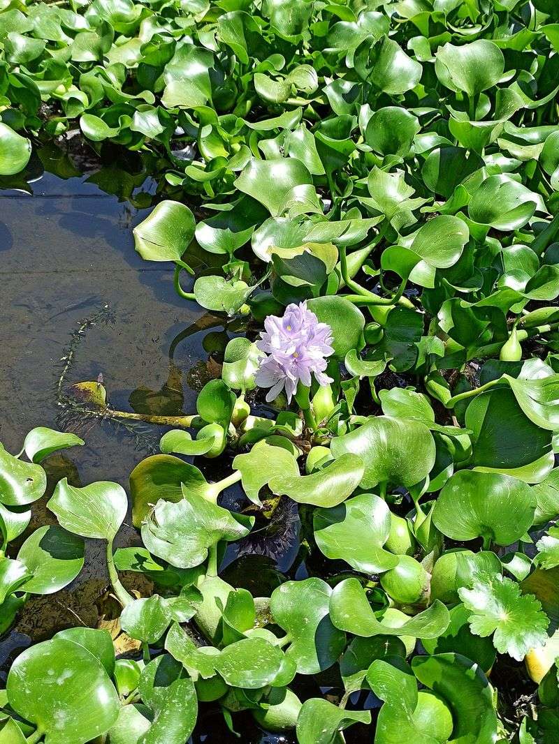 Water Hyacinth