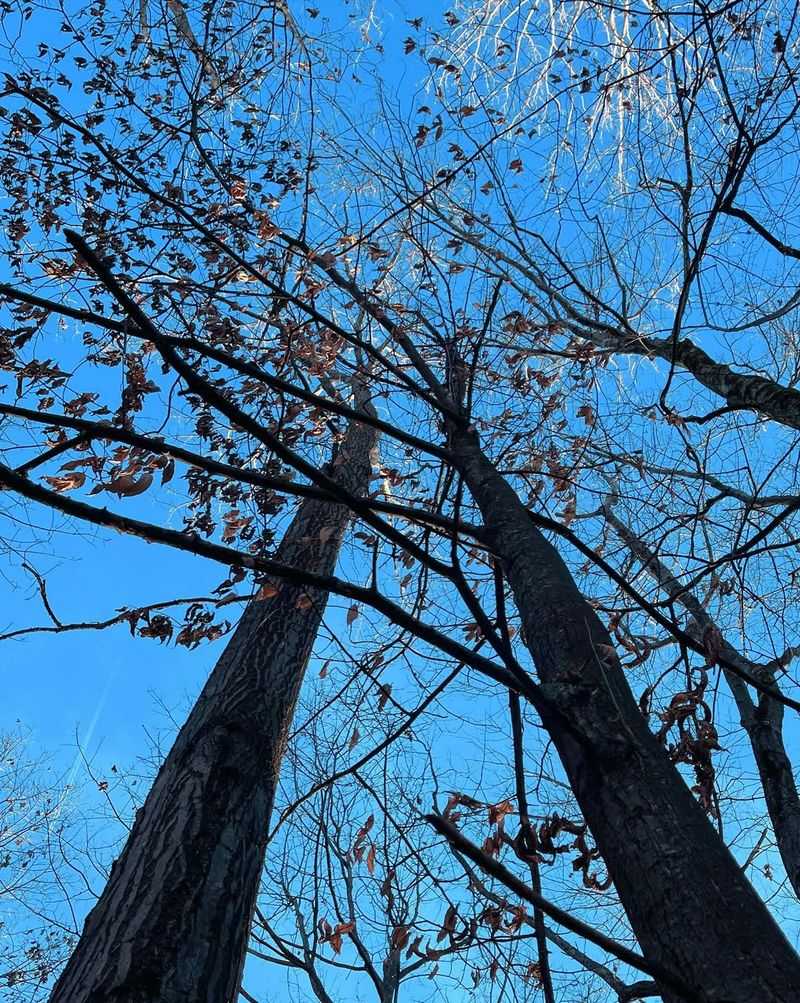 Giant Chestnut (Castanea dentata)