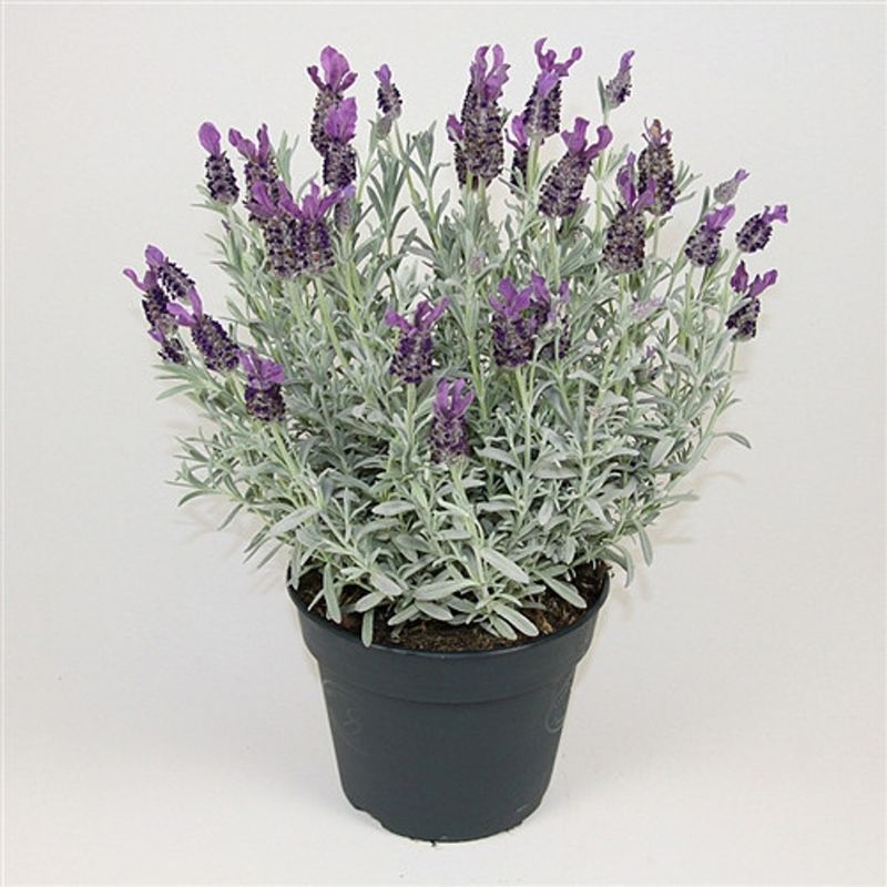 Silver Anouk Lavender