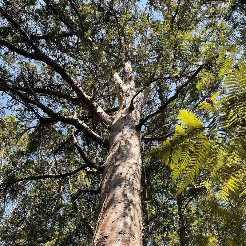 Giant Kauri (Agathis australis)