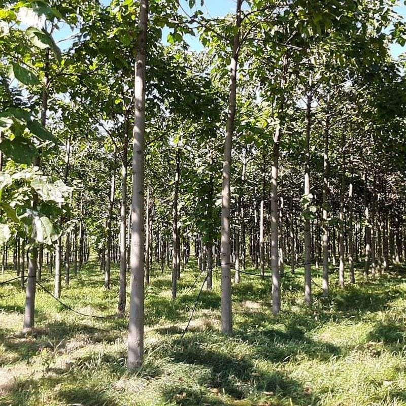 Paulownia Tree