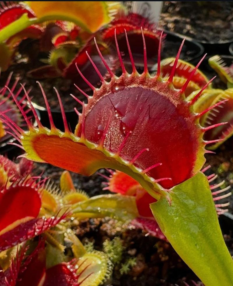 Venus Flytrap