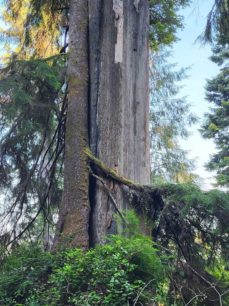 Giant Western Hemlock (Tsuga heterophylla)