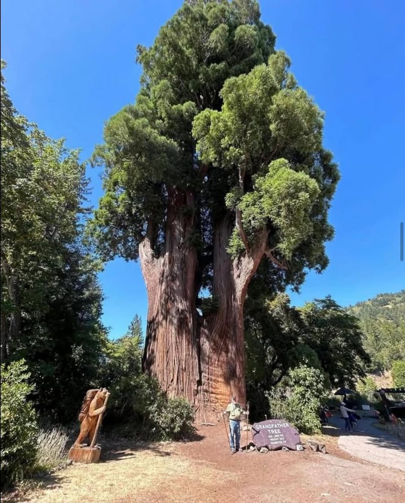 Giant Cottonwood (Populus deltoides)