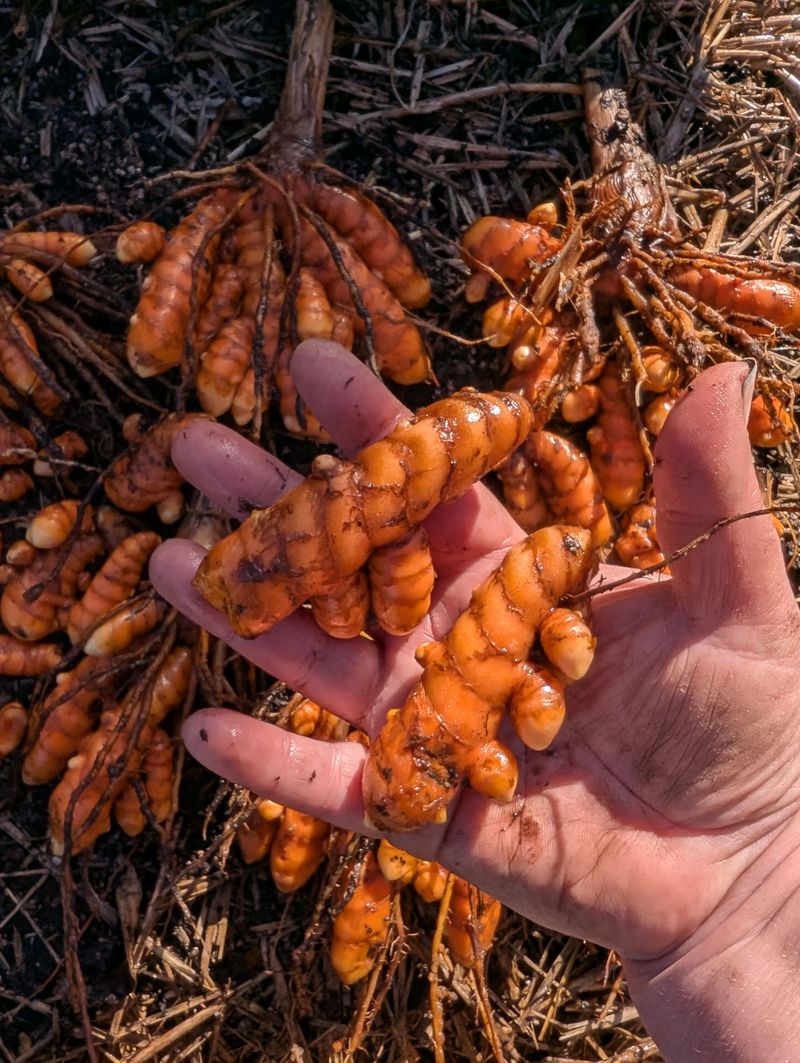 Turmeric