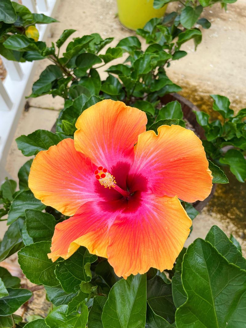 Hibiscus