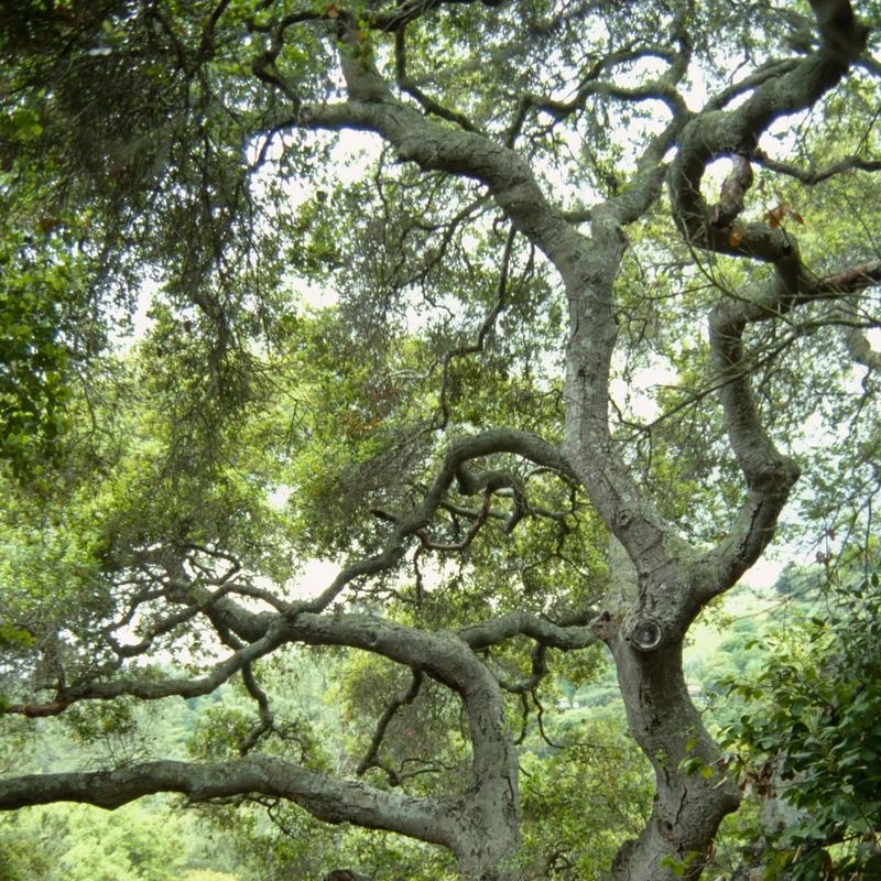 Coast Live Oak