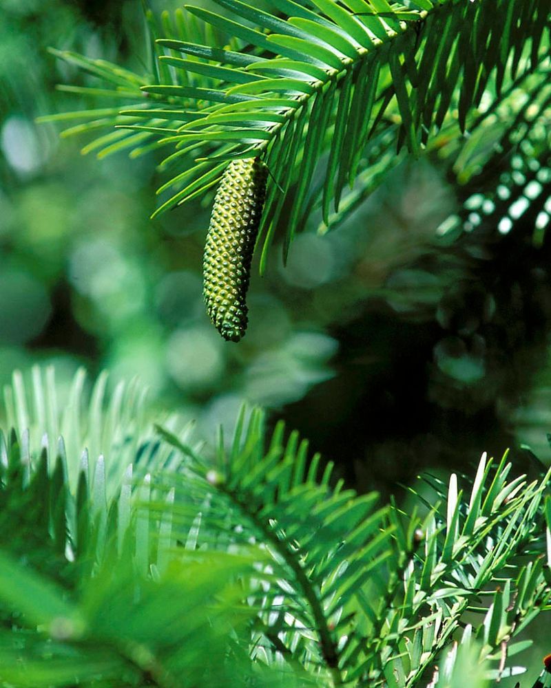 Wollemi Pine (Wollemia Nobilis)