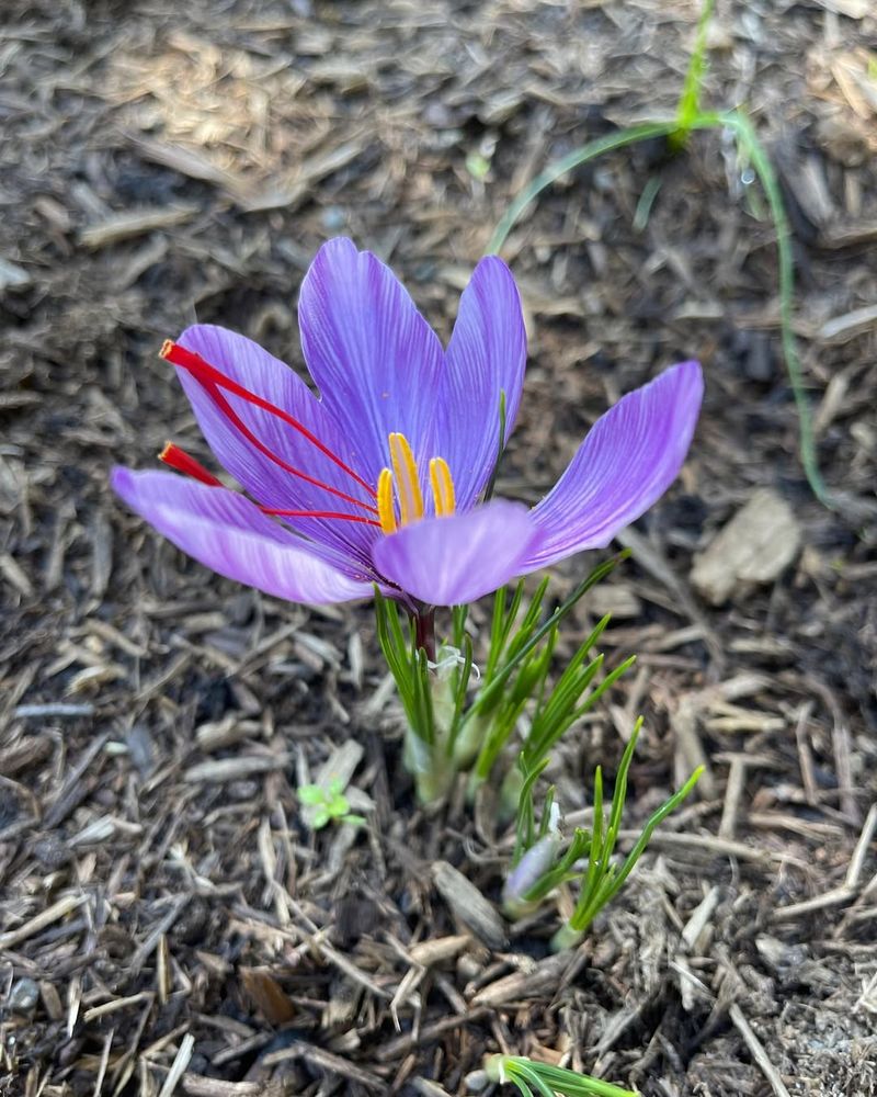 Saffron Crocus