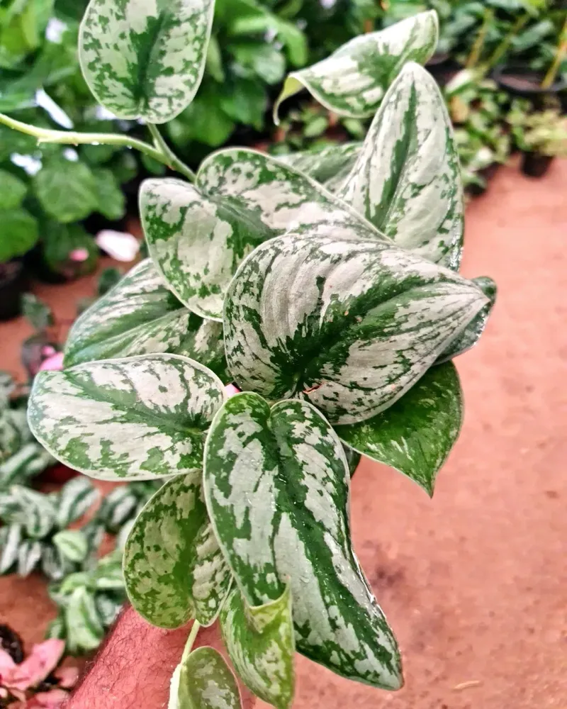 Silver Pothos