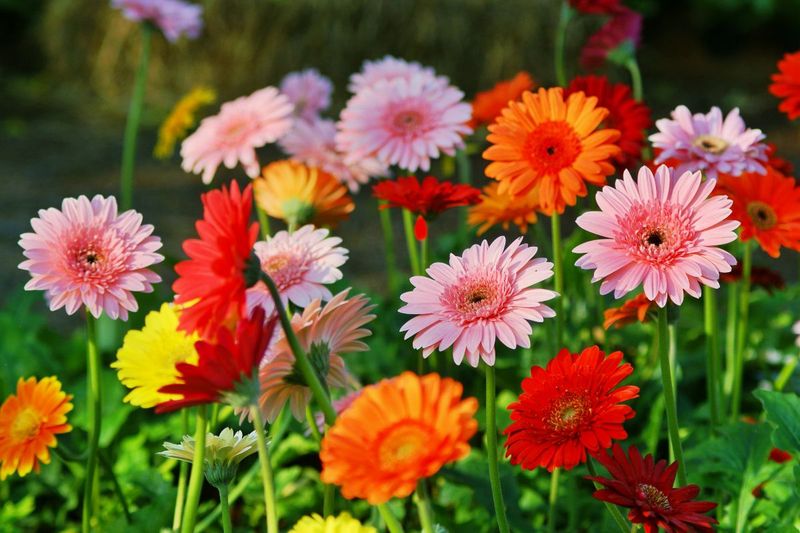 Gerbera daisies