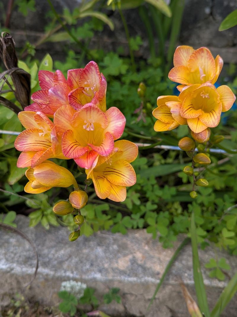 Freesia